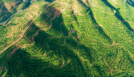 biochar production from palm waste, sustainable palm oil industry, palm oil waste, Indonesia, biomass pyrolysis machine, biochar production equipment, palm oil waste management